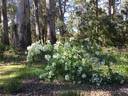 R. brunonii rose photo