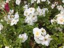 Sander's White Rambler rose photo