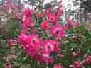 Hiawatha rose photo