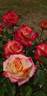 Acapulco rose photo
