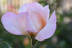 Mixed Marriage rose photo