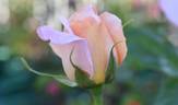 Mixed Marriage rose photo