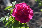 Amadis rose photo