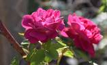 Amadis rose photo