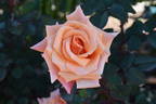 Copper Gem rose photo