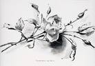 Clara Watson rose photo
