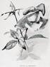 G. Nabonnand rose photo