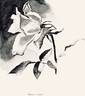 White Cochet rose photo