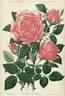 Baronne G. de Noirmont rose photo