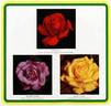 Peer Gynt rose photo