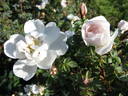White After Rain rose photo