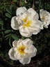 White After Rain rose photo