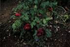 Hippolyte rose photo