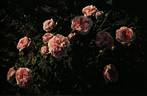 Belle sans flatterie rose photo