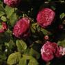 Duc de Guiche rose photo