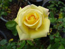 Charter 700 rose photo