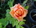 Cherry Brandy rose photo
