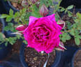 Chess ® rose photo