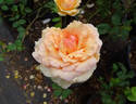 Chief Seattle rose photo