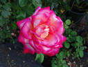 Chivalry ® rose photo