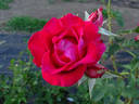 Christine's Dream rose photo
