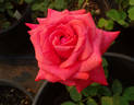 Cinnamon Dolce rose photo