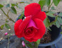 Cinnamon Dolce rose photo