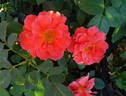 Cinnamon Twist ™ rose photo