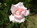 Classic Touch rose photo