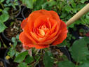 Coffee Break rose photo