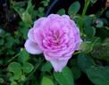 Cotillion ™ rose photo