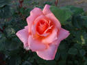 Courtoise rose photo