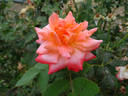 Courtoise rose photo