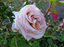 Crème Caramel rose photo