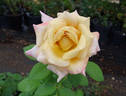 Crème Caramel rose photo