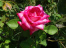Daily Sketch rose photo