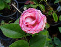 Dark Lulu ® rose photo