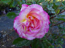 Dawning Moment rose photo