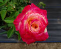 Dawning Moment rose photo