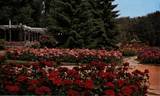 Carrousel rose photo