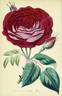 Géant des Batailles rose photo