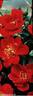 Tapis de Soie rose photo