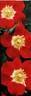 Tapis Persan rose photo