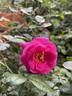 True Gratitude rose photo