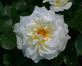 Moondance rose photo