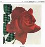 Matador rose photo