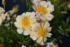 Maud la Zouche rose photo