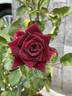 Black Beauty '99 rose photo