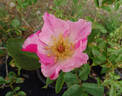 Deanna Krause rose photo