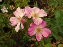 Deanna Krause rose photo